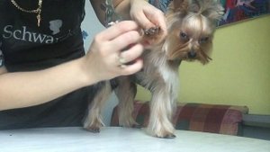 Как подстричь йорка дома, спокойно  уравновешенно,без седации и удавок