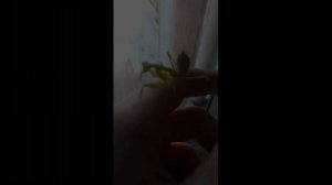 Тот самый Богомол... Кунг Фу Панда