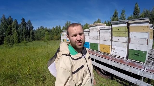 СКОЛЬКО МЫ СОБРАЛИ МЕДА ЗА ВЕСНУ 2018 г.  Новые МЕДОНОСЫ. Продолжение кочевки пчел на вику озимую.