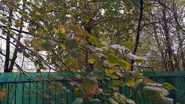 Осенний ветер ?️? смотреть онлайн