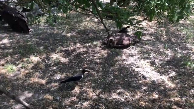 Зоопарк Сказка часть 3 Купание вороны. смотреть онлайн