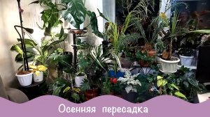Комнатные растения. Пересадка.