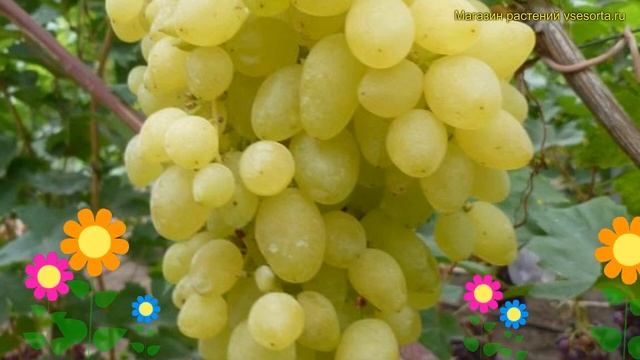 Виноградовник плодовый. Краткий обзор, описание характеристик, где купить саженцы vitis долгожданны