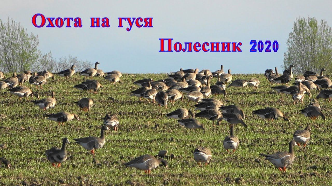 Охота на гуся 2020 чучела гусей Полесник Фотоохота