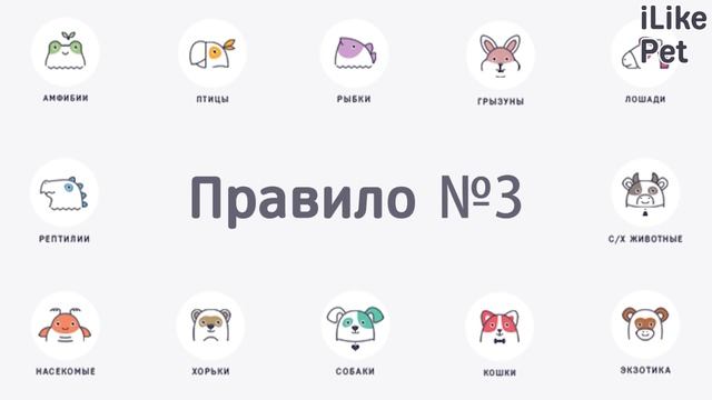 4 правила перевозки собак в общественном транспорте на ilikepet смотреть онлайн