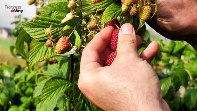 Малина Зреет Дружно! Всего 1 Ложка Этого! смотреть онлайн