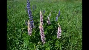 Поля люпинов в подмосковье