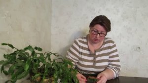 Обзор семян. Армянский огурец - что это? Новая посылочка.