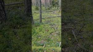 Грибалка в Яппиля 31.08.24