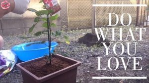 PLANTING "SCENTIMENTAL ROSE" (Rosa Scentimental)〜Floribunda Rose // Allee Anne