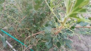 Нападение гусениц на крыжовник в конце августа. Успей обработать!