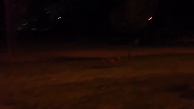 Лиса в городе смотреть онлайн