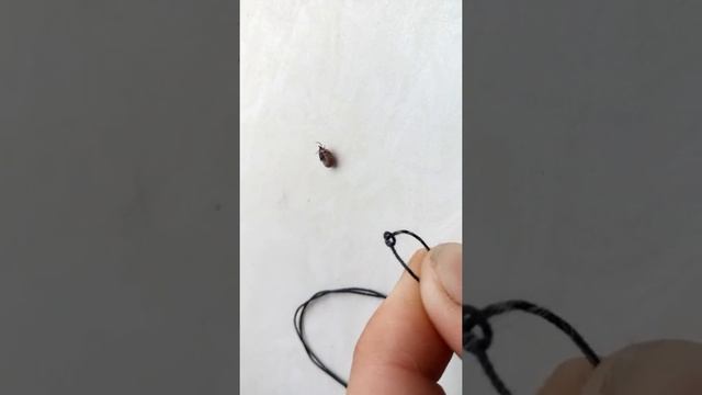 Удаляем клеща с шеи кота. смотреть онлайн