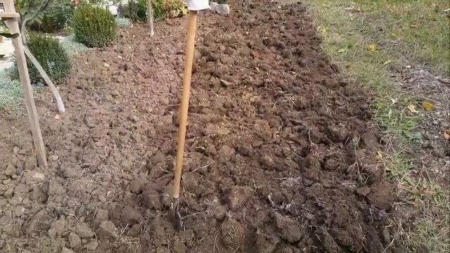 Дача?Барбарисы,хризантемы,самшиты.(3 часть)