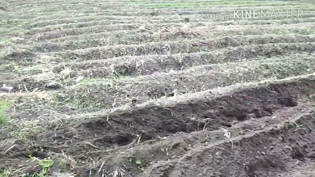 Шнеки на мотоблок, окучивание картошки.