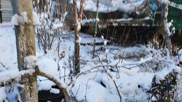 Хеддка, Жасминка бегают во дворе после снегопада.