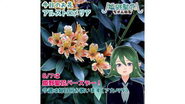 【バースウィーク】今日のこんにちフラワー#57~#61【総集編】 смотреть онлайн