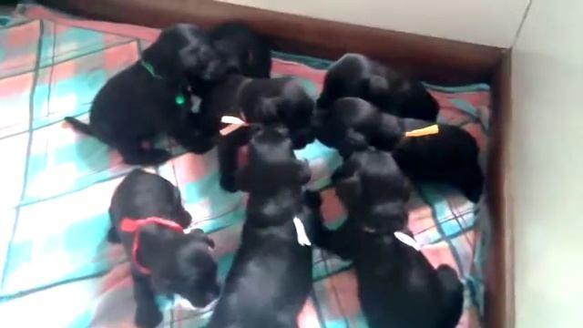 щенки цвергшнауцера 21 день смотреть онлайн