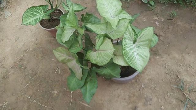 सिंगोनियम प्लांट को हरा भरा और घना बनाने का आसना तरीका Syngonium Plant grow care tips & Benefits смотреть онлайн