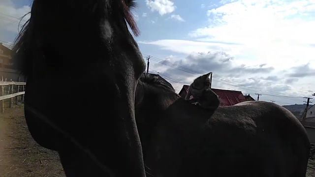 Эксперимент что будет если котёнка посадить на лошадь смотреть онлайн