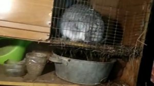 Разведение кроликов/ кормление кроликов комбикормом и добавками