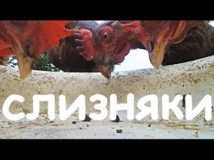 Едят ли куры слизней?