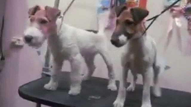 Питомник с Зеленой Горки ж/ш и гладкие фоксы. смотреть онлайн