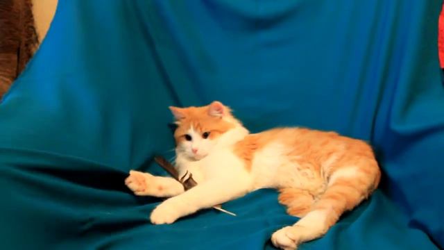 Котик Василий ищет добрых хозяев смотреть онлайн