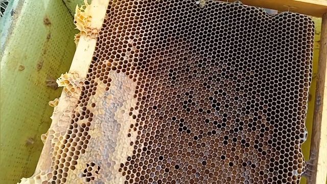 Как дать корма пчелам зимой, как зимует пасека, проблемы с мышами вернулись!!! смотреть онлайн