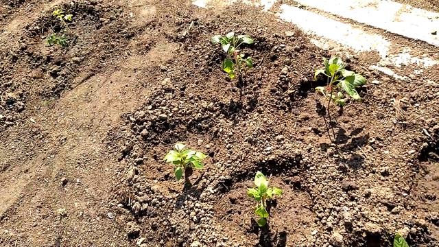 Рассада томатов в открытом грунте! смотреть онлайн