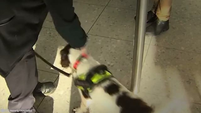 15 Pets Saw Something Their Owners Couldn’t See #2 смотреть онлайн