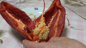 Перец сладкий ВОЛОВЬЕ УХО. Мой выбор.