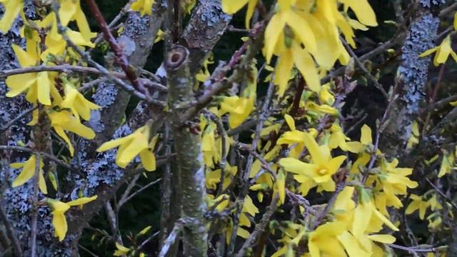 Forsythia Annonce la douceur printanière смотреть онлайн