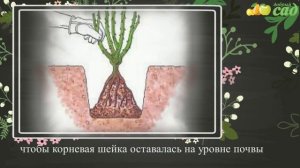 Посадка боярышника - как правильно посадить боярышник
