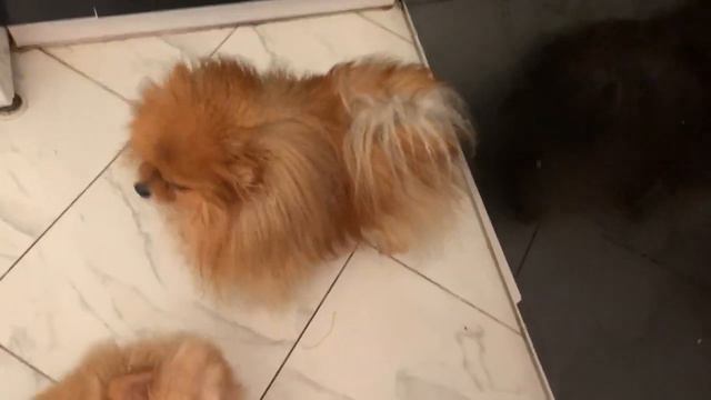 Хвостики полакомились морковочкой. смотреть онлайн