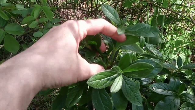 Вывезла азалии на дачу смотреть онлайн