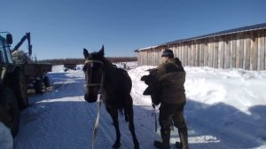 Оседлали Лошадь катаемся верхом на Лошади Марте