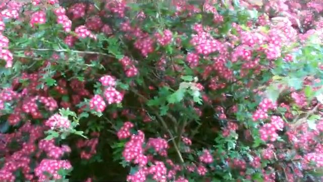 Это Рай? Нет - это пригород Лондона - так живут англичане смотреть онлайн