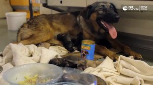 Дворняжка родила 9 щенков в вагоне метро