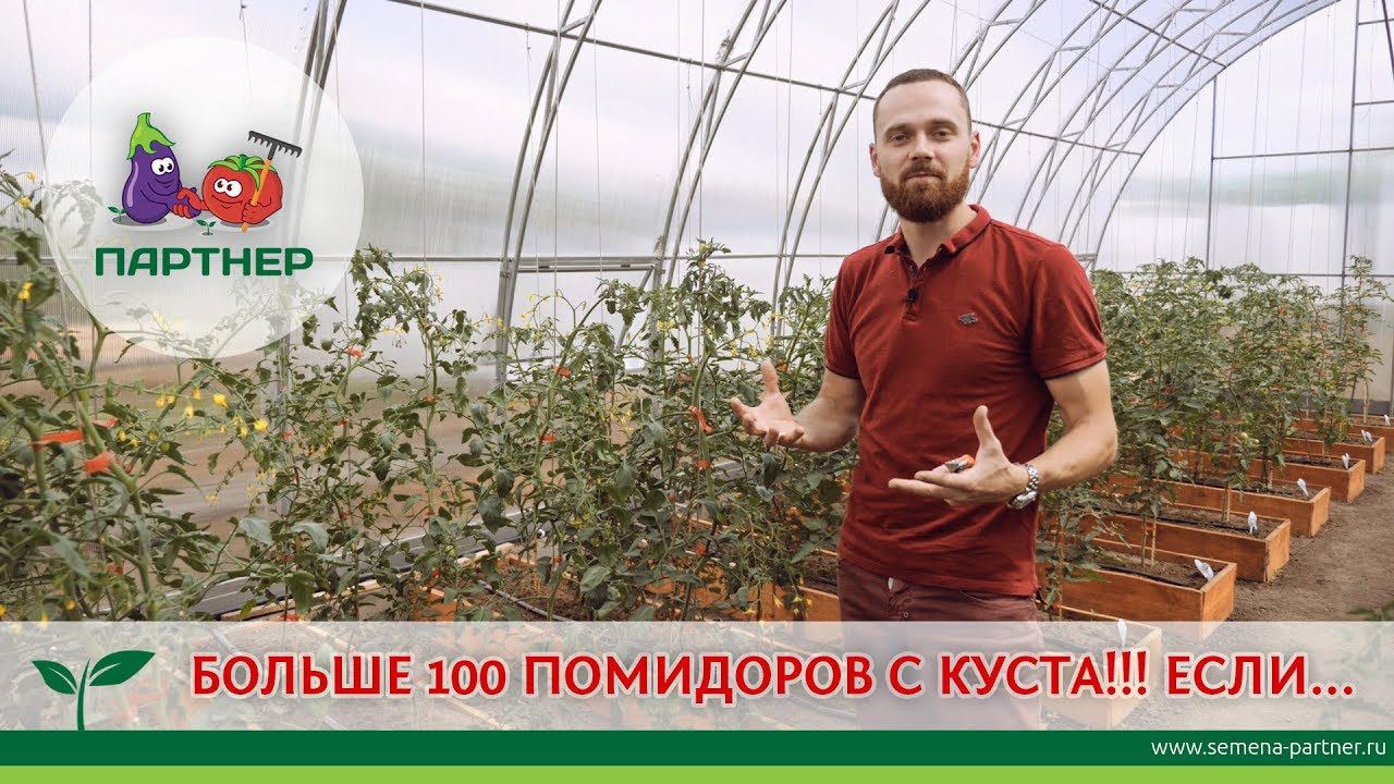 БОЛЬШЕ 100 ПОМИДОРОВ С КУСТА!!! ЕСЛИ....