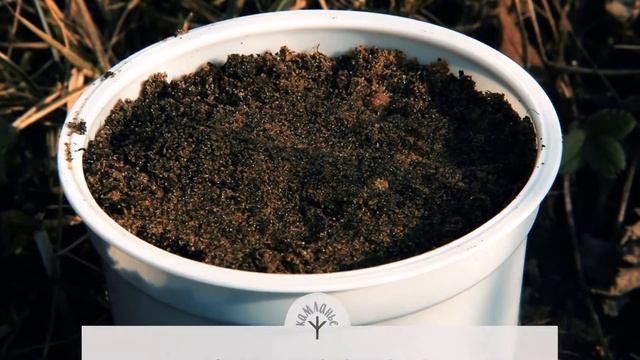Как вырастить сосну из семян