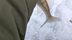 Зимний судак. Рыбалка на ОВХ.