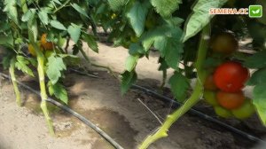 Томат Атія F1 (Rijk Zwaan) Культура в полі