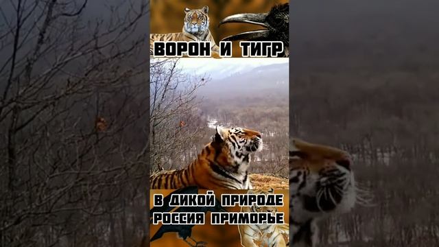 Ворон и Тигр в Дикой Природе Россия Приморье смотреть онлайн