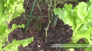 Дина Гарипова впервые стала мамой