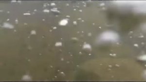 Шуйская Слобода. Декоративный пруд с карасями