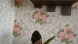 Каллизия и фикус растут в одном вазоне.