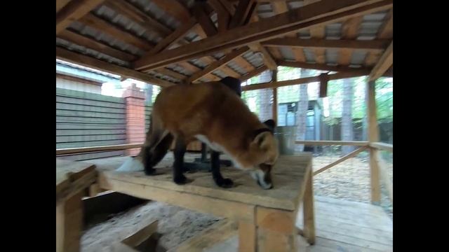 Ли Сяо / Alice the Fox Лиса Алиса (Лиса смотрит на собак за забором) смотреть онлайн