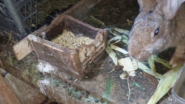 СЕГОДНЯ ПРАЗДНИК. СХОДИЛИ НА ОЗЕРО. КРОЛЬЧИХА НЕ КОРМИЛА КРОЛЬЧАТ. ЗАКРЫВАЮ ТОМАТ. 14.08.23 смотреть онлайн