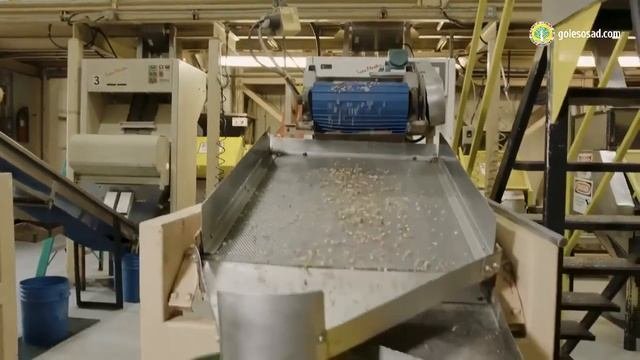 ЧЕРНЫЙ ОРЕХ - ЦАРЬ СРЕДИ ОРЕХОВ!